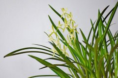 兰花的花语