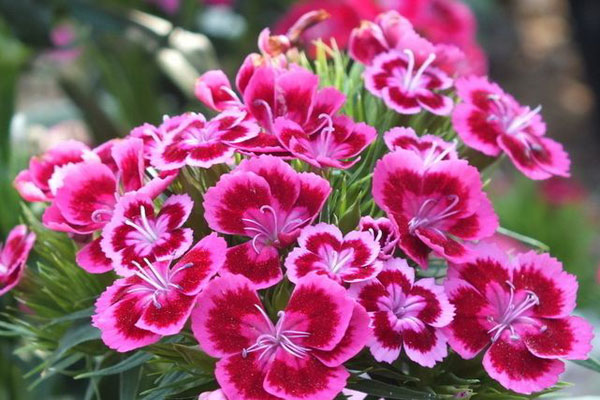 <a href='https://www.861230.com/guanhuazhiwu/6808.html' target='_blank'><u>石竹</u></a>的花语