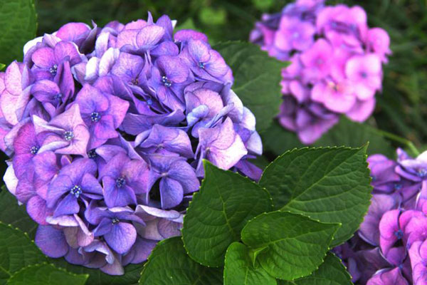 <a href='https://www.861230.com/guanhuazhiwu/6723.html' target='_blank'><u>紫绣球</u></a>花的花语