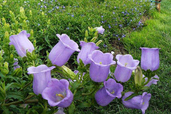 <a href='https://www.861230.com/guanhuazhiwu/7618.html' target='_blank'><u>风铃草</u></a>的花语和象征意义