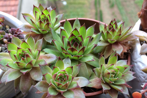观音莲的花语和象征意义