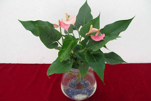 粉掌的花语是什么？