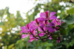 紫荆花的花语是什么？