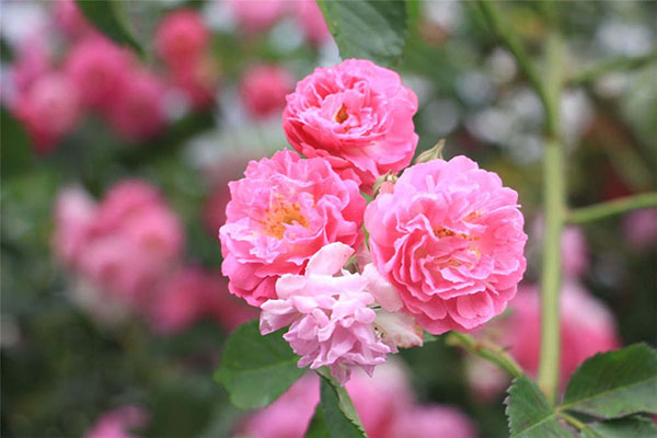 野蔷薇的花语