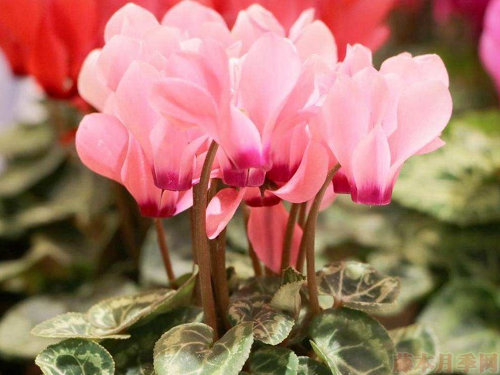 <a href='https://www.861230.com/guanhuazhiwu/6619.html' target='_blank'><u>仙客来</u></a>
