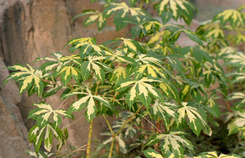花叶木薯