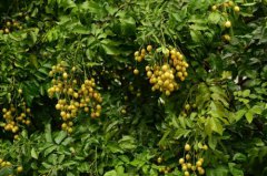 黄皮树的养殖方法和注意事项