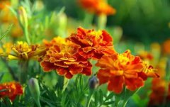 万寿菊的花语