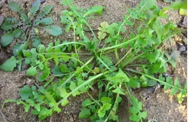 荠菜的养殖方法和注意事项