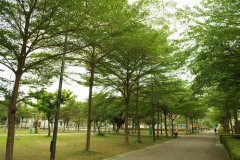 小叶榄仁