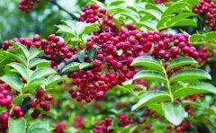 花椒的养殖方法和注意事项