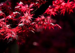 红枫的花语是什么