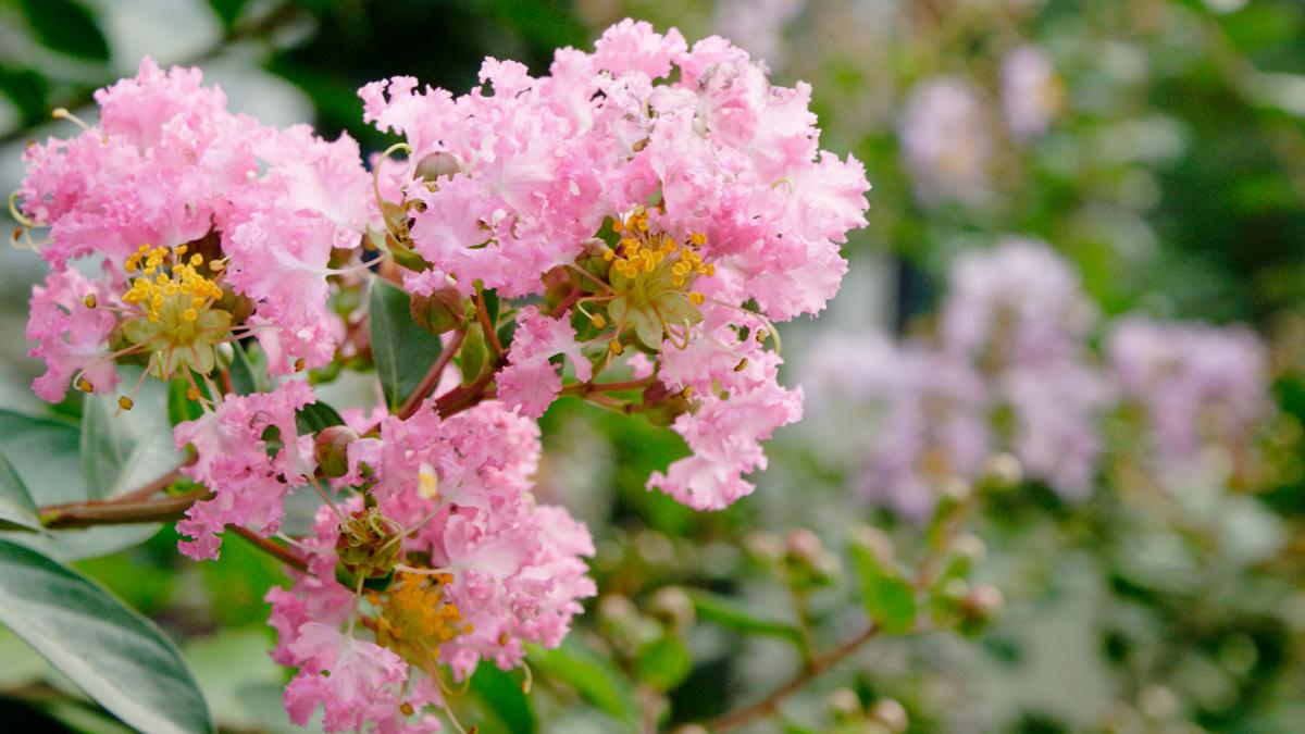 <a href='https://www.ahuacao.com/guanhuazhiwu/3189.html' target='_blank'><u>紫薇花</u></a>