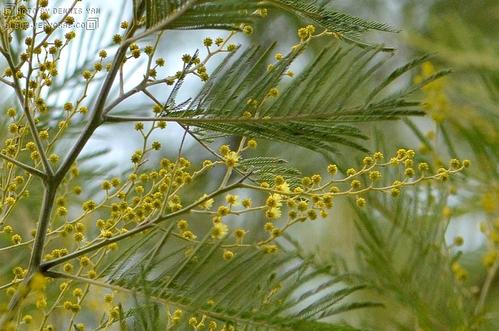 银荆