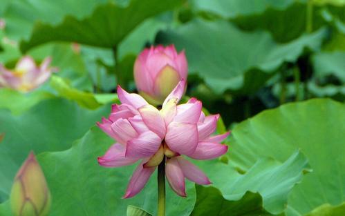 并蒂<a href='https://www.861230.com/guanhuazhiwu/1062.html' target='_blank'><u>莲花</u></a>语