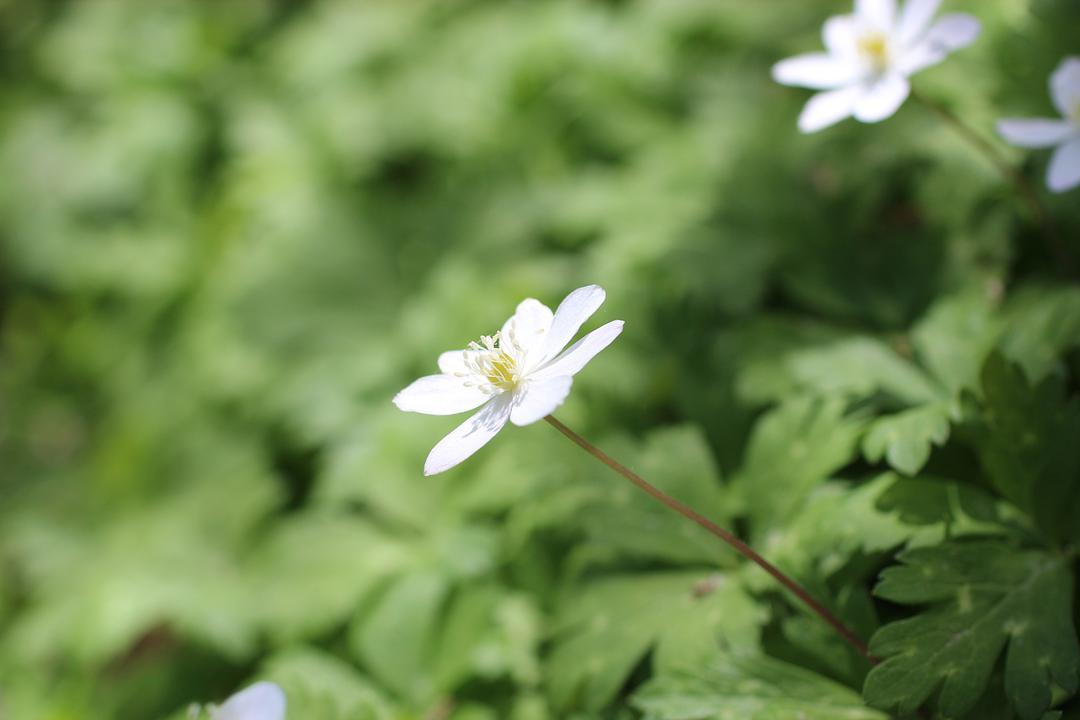 三轮草的花语