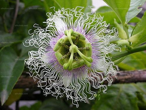 <a href='https://www.861230.com/guanhuazhiwu/6716.html' target='_blank'><u>时钟花</u></a>的花语