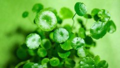 积雪草的养殖方法和注意事项