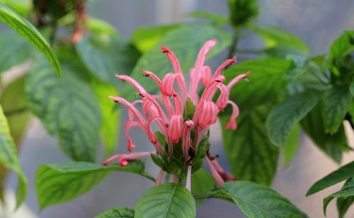 珊瑚花