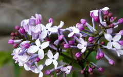 百里香的花语