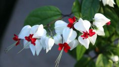 龙吐珠的花语