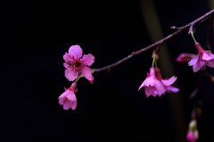 红梅花图片