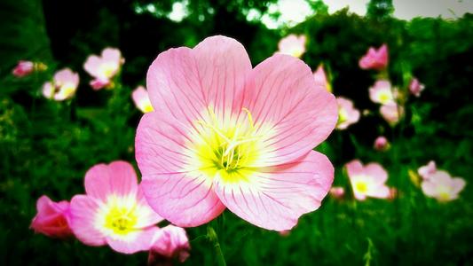 <a href='https://www.861230.com/guanhuazhiwu/6708.html' target='_blank'><u>月见草</u></a>