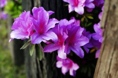 杜鹃花图片