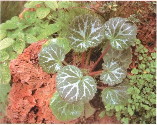 日本虎耳草