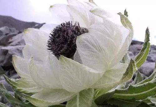 雪<a href='https://www.861230.com/guanhuazhiwu/1062.html' target='_blank'><u>莲花</u></a>
