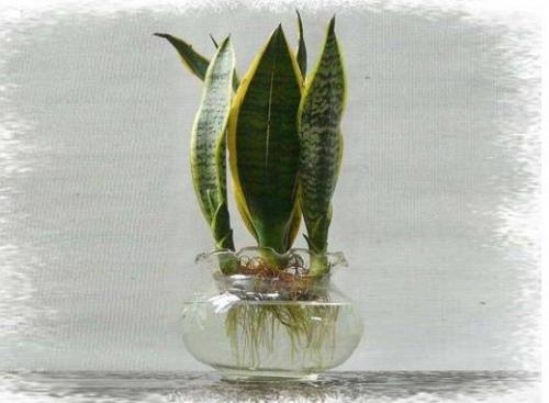 虎皮兰