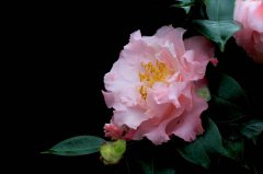 茶花图片