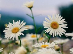 雏菊的养殖方法和注意事项