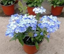 蓝雪花的花语