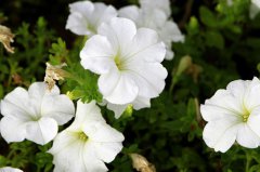 月光花的花语