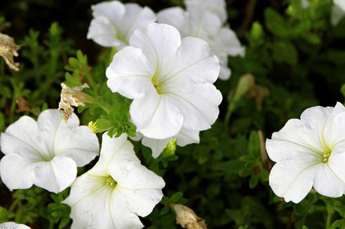 月光花