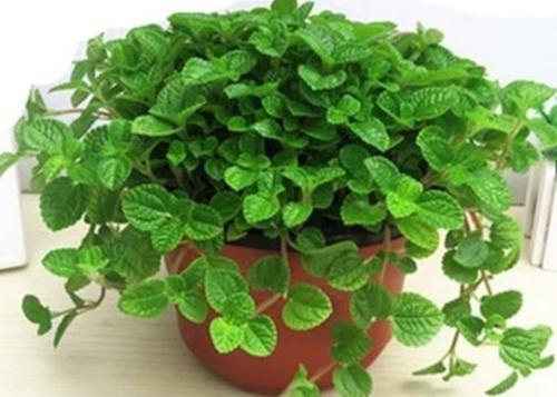 吸毒草