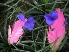 紫凤梨的养殖方法和注意事项