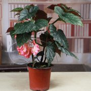 竹节海棠的养殖方法和注意事项