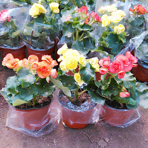 <a href='https://www.861230.com/guanhuazhiwu/6747.html' target='_blank'><u>丽格海棠</u></a>