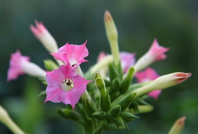 烟草花