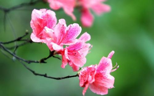 红<a href='https://www.861230.com/guanhuazhiwu/31.html' target='_blank'><u>杜鹃花</u></a>