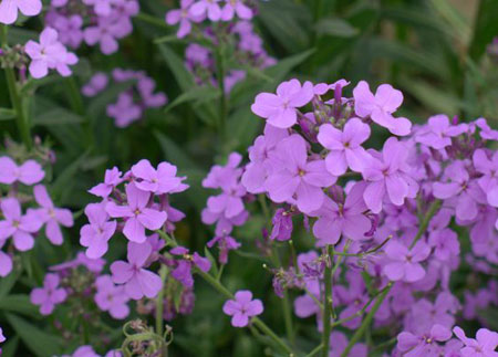 蓝香芥