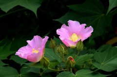 粉色木芙蓉图片