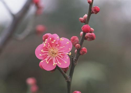 <a href='https://www.861230.com/guanhuazhiwu/9.html' target='_blank'><u>梅花</u></a>