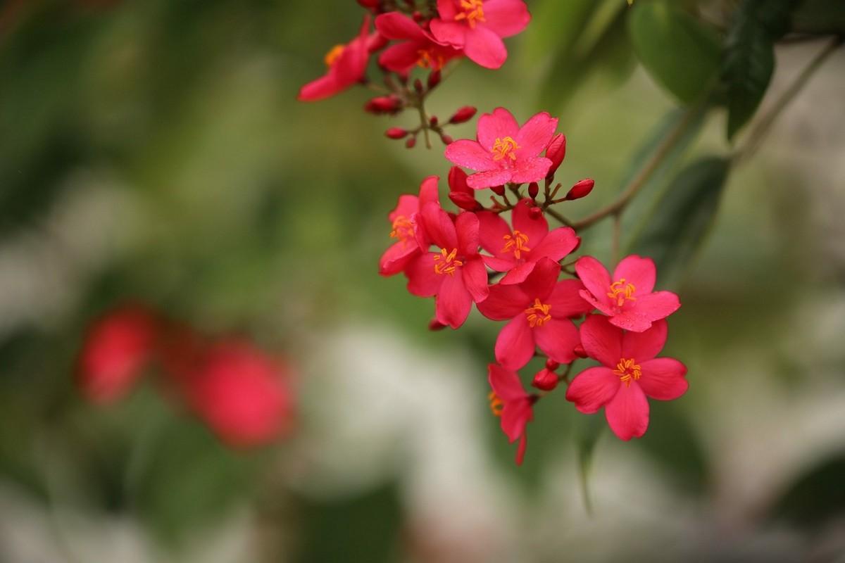 珊瑚花