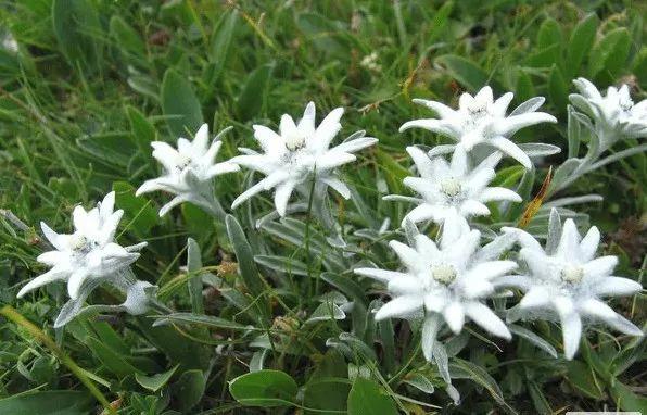 雪绒花