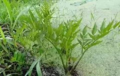 水蕨的养殖方法和注意事项