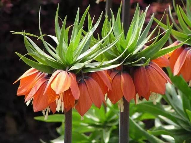 花贝母