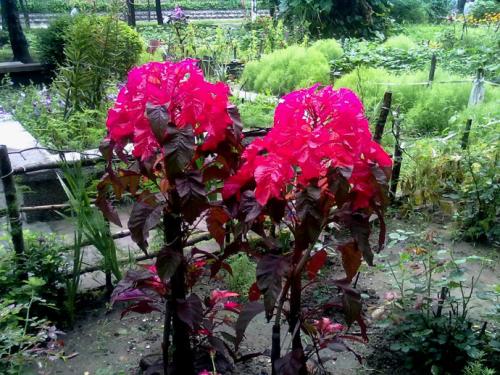 <a href='https://www.861230.com/guanhuazhiwu/6716.html' target='_blank'><u>雁来红</u></a>